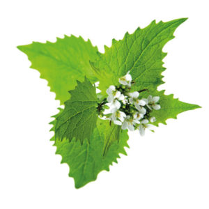 Nat&Nove BIO шампоан за мазна коса 250 мл 6 био коприва