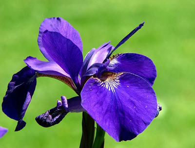 Nature Ултравиолетов шампоан 300 мл 4 perunika 2