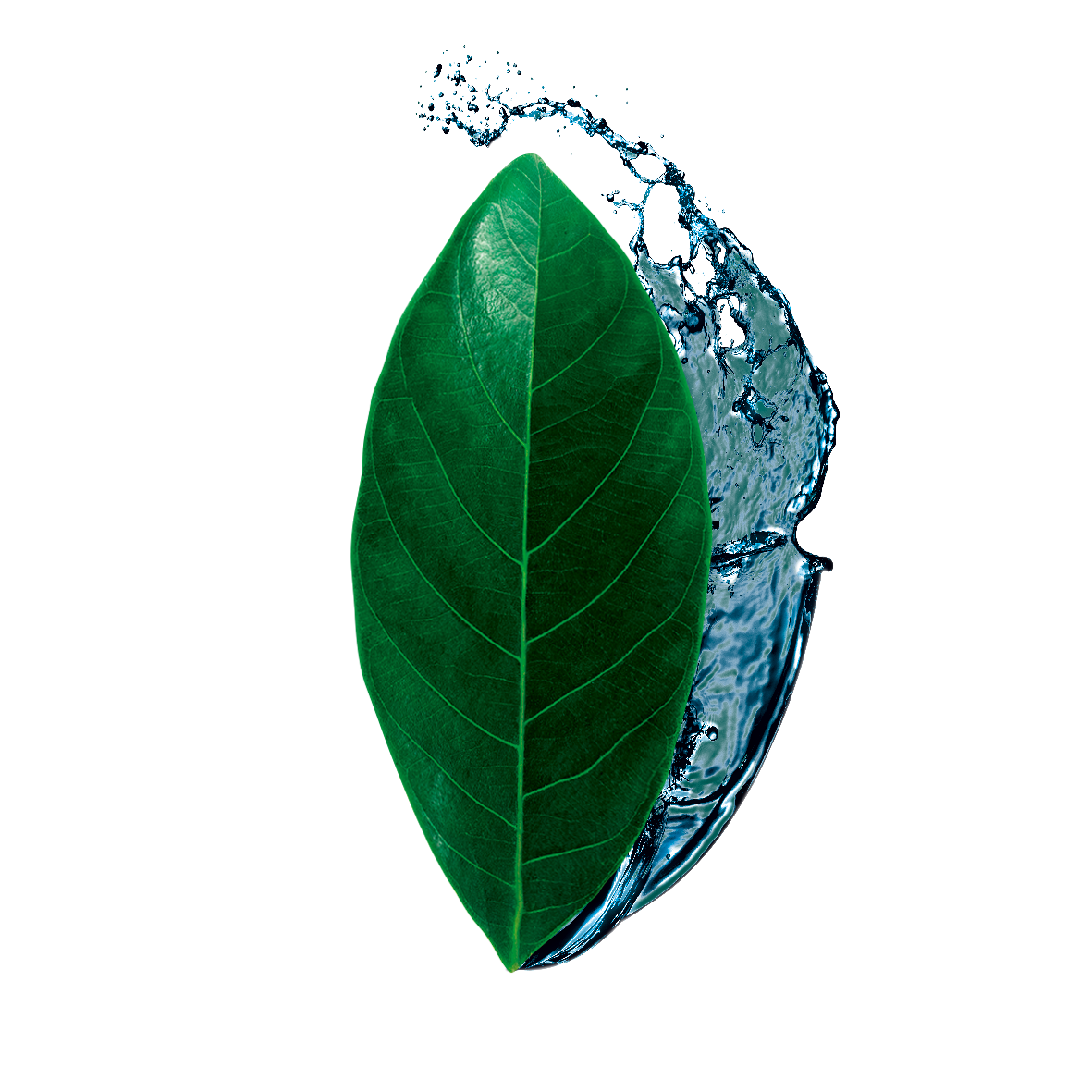 Leafwater 〜 Fram.bg